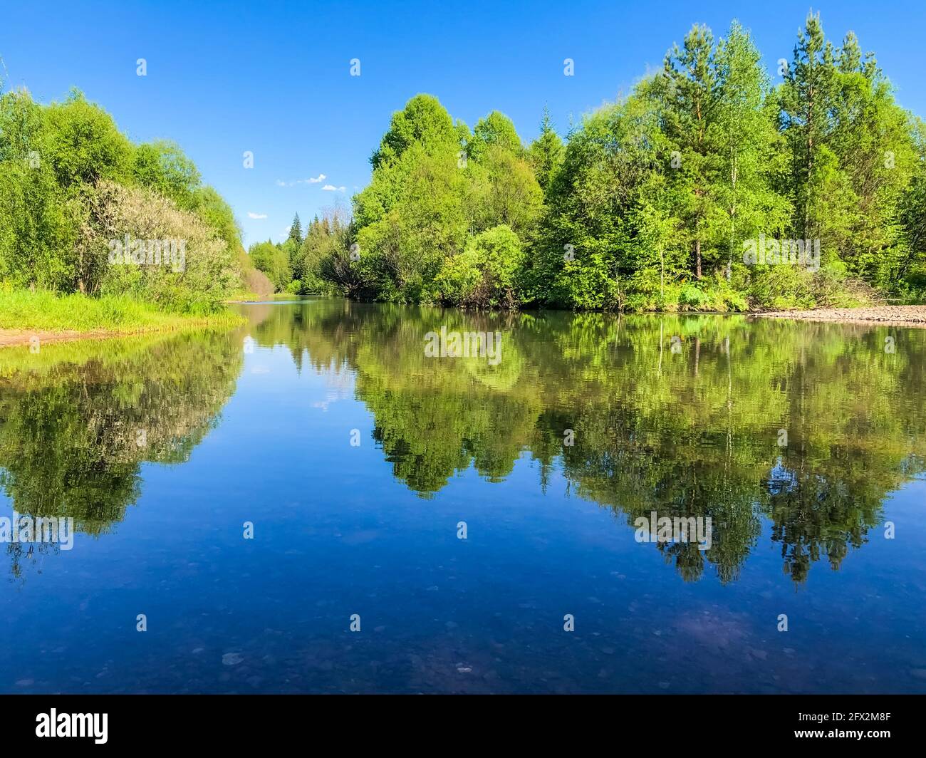 paesaggio estivo della foresta con il riflesso nello spazio Water.Copy per testo Foto Stock