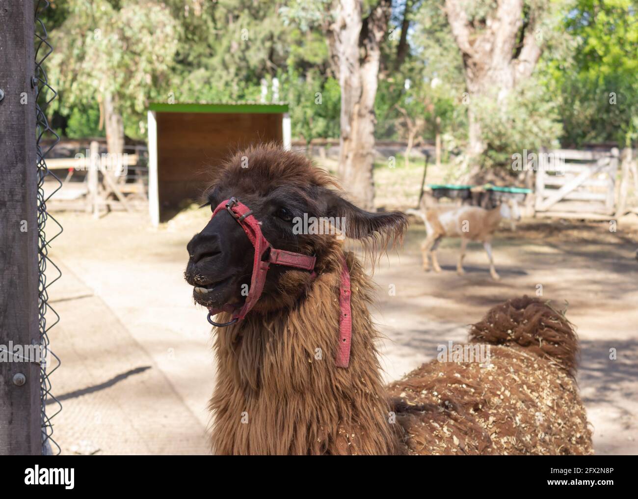 Lama marrone (lama glama) nella fattoria. Foto Stock