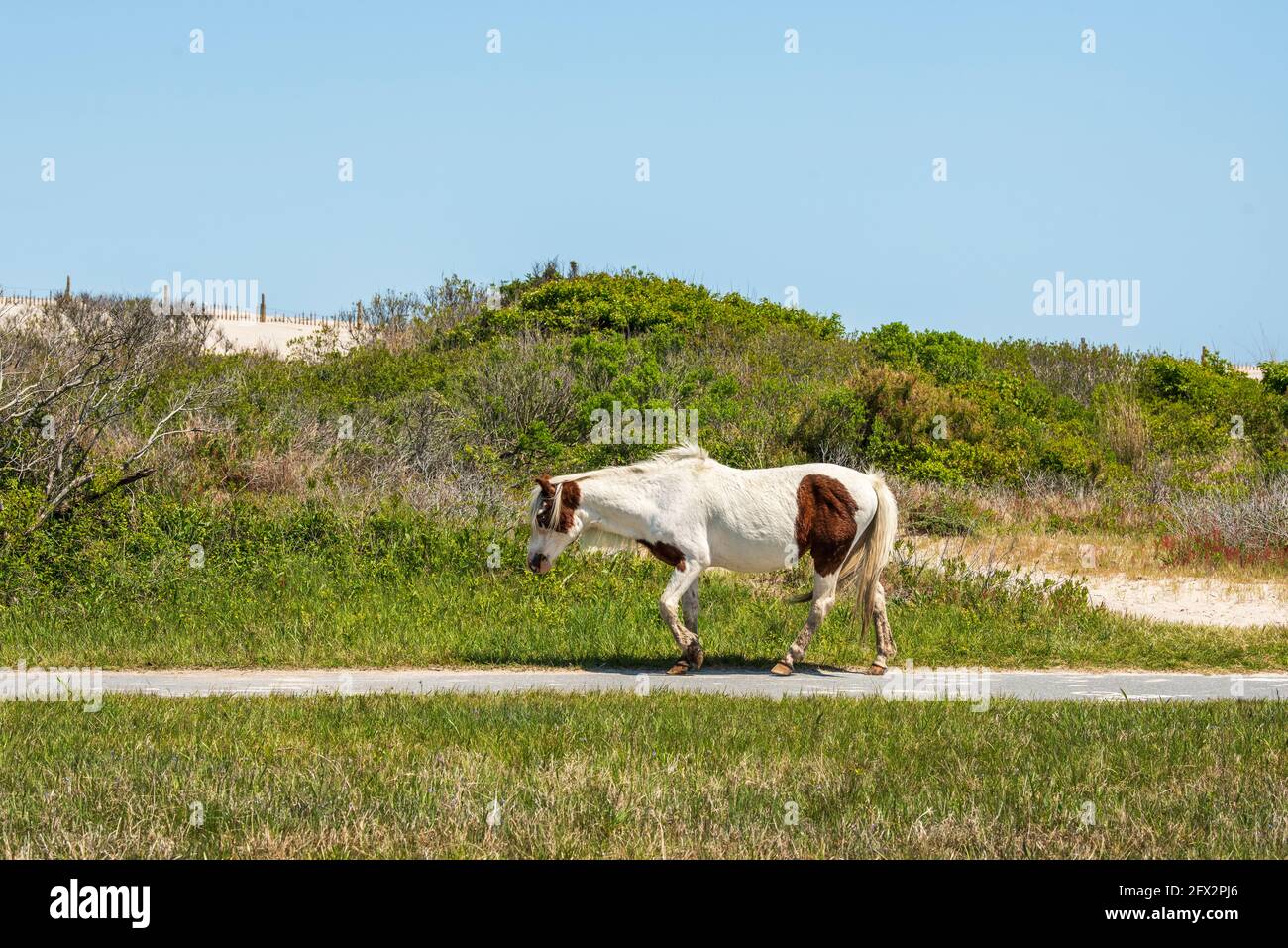 Un pony selvaggio passeggiate lungo la spiaggia di Assateague Island National Seashore. Foto Stock