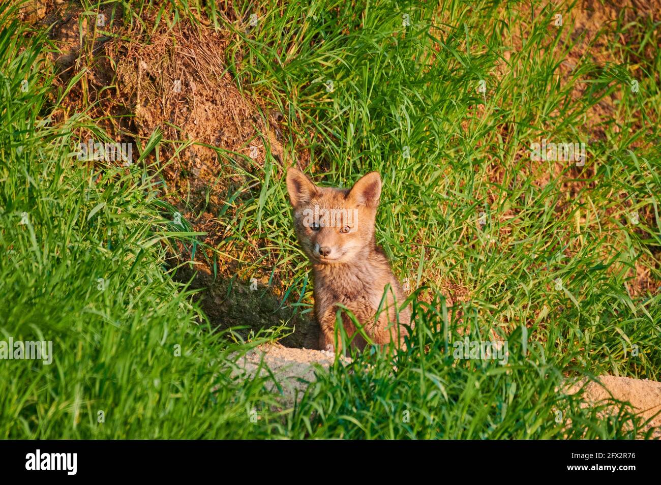 Volpe rossa (Vulpes vulpes), cucciolo di volpe di fronte a den, Heinsberg, Nord Reno-Westfalia, Germania Foto Stock