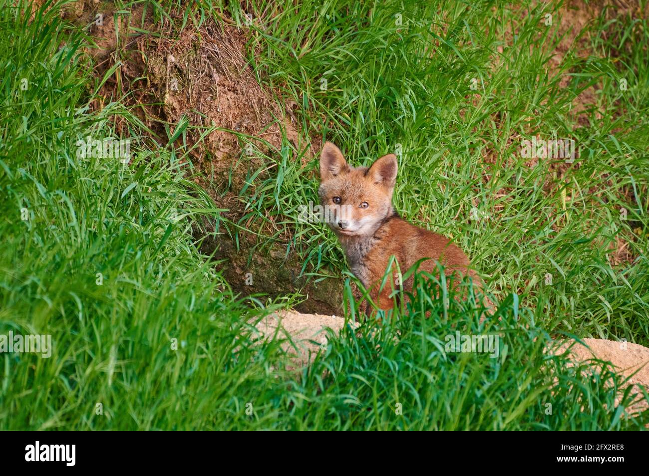Volpe rossa (Vulpes vulpes), cucciolo di volpe di fronte a den, Heinsberg, Nord Reno-Westfalia, Germania Foto Stock