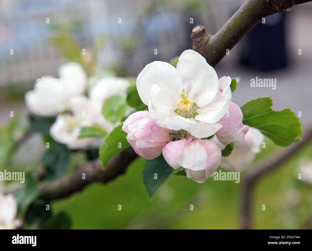 Chiusura del fiore di melo in fiore Foto Stock