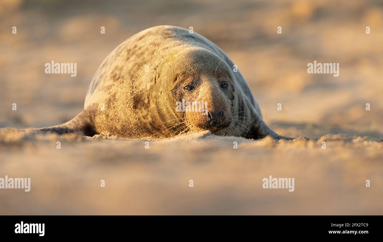 Un sigillo adulto più grande giace da solo sulla sabbia. NORFOLK, Regno Unito: QUESTO fotografo BRITANNICO ha trascorso tre giorni con la più grande e più bella colonia di mare del Regno Unito Foto Stock