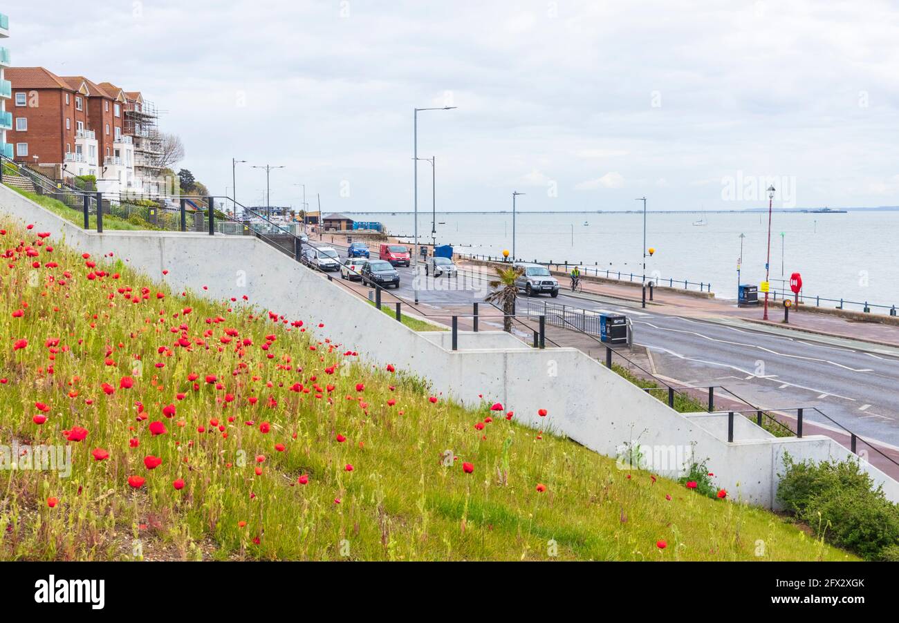 Papaveri che crescono sul lungomare di Westcliff-on-Sea su un maggio grigio Pomeriggio con strada e auto in background Molo di Southend Foto Stock