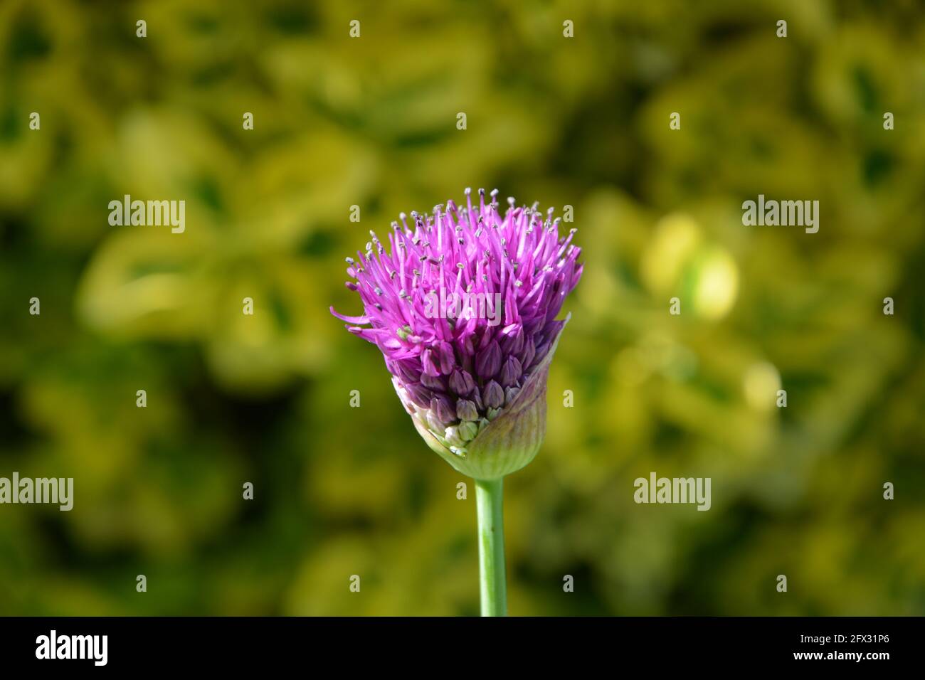 Ascot Fiori, Allium giganteum 'Gladiator', Regno Unito, spazio floreale puramente bello e tranquillo Foto Stock