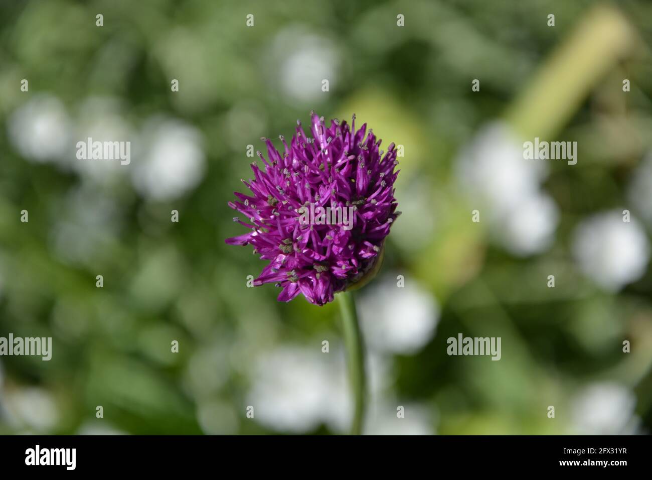 Gladiator flower, Cambridge UK, spazio floreale puramente bello e tranquillo Foto Stock