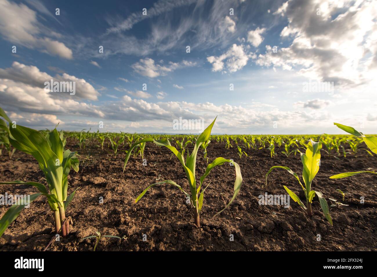 Aprire il campo di mais al Sunset.Corn Field . Foto Stock