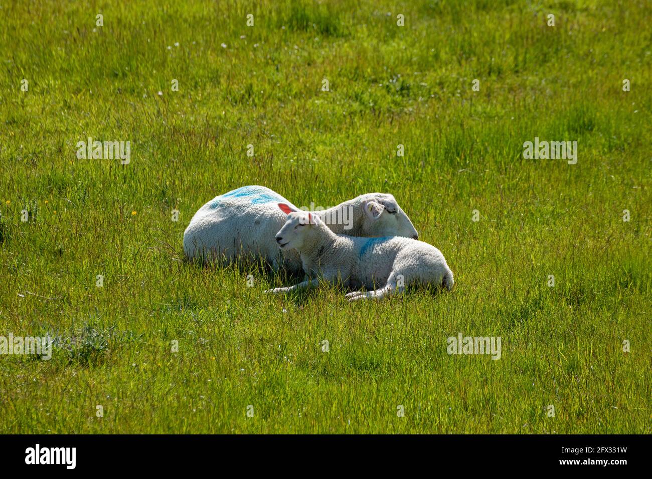 Pecora e agnello sulla diga, Puttgarden, Isola di Fehmarn, Schleswig-Holstein, Germania Foto Stock