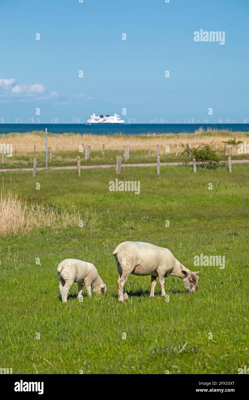 Pecora e agnello sulla diga, traghetto, Puttgarden, isola di Fehmarn, Schleswig-Holstein, Germania Foto Stock