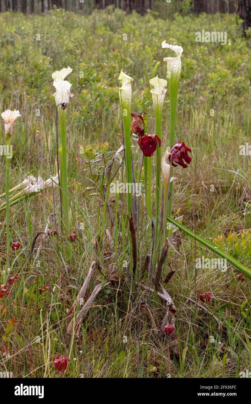 Crimson o White-top Pitcher Plant & Parrot Pitcher Plant (Sarracenia leucophilla, S. psittacina), Flowering, al, USA, Di James D Coppinger/Dembinsk Foto Stock