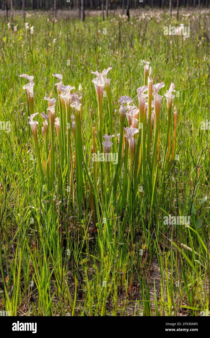 Crimson o White-top Pitcher Plant (Sarracenia leucophilla), Florida, Alabama, USA, di James D Coppinger/Dembinsky Photo Foto Stock