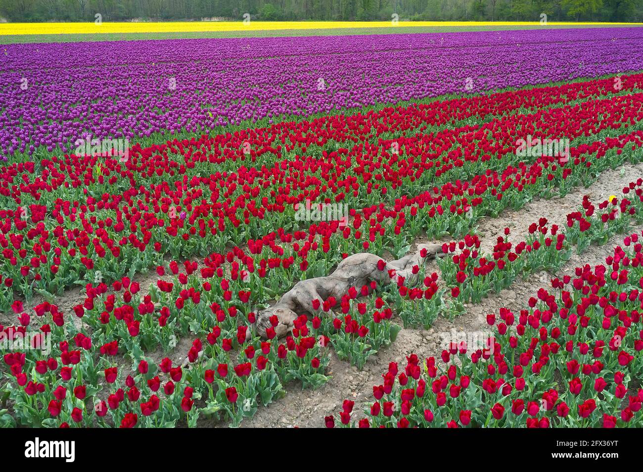 Arte della natura: Fotografare il campo del tulipano con il modello di bodypainting Katey alla società Eickenhofer Spargelreich a Vordorf-Eickhorst il 24 maggio 2021 - artista della bodypainting: Joerg Duesterwald Foto Stock