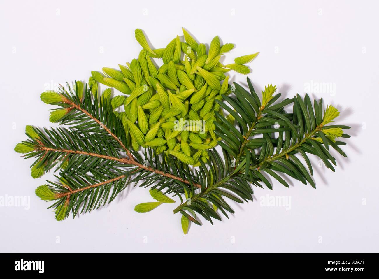 Punte in abete rosso e rametti in abete e hemlock isolati su sfondo bianco. Concetto alternativo, di erbe, di medicina naturale. Foto Stock