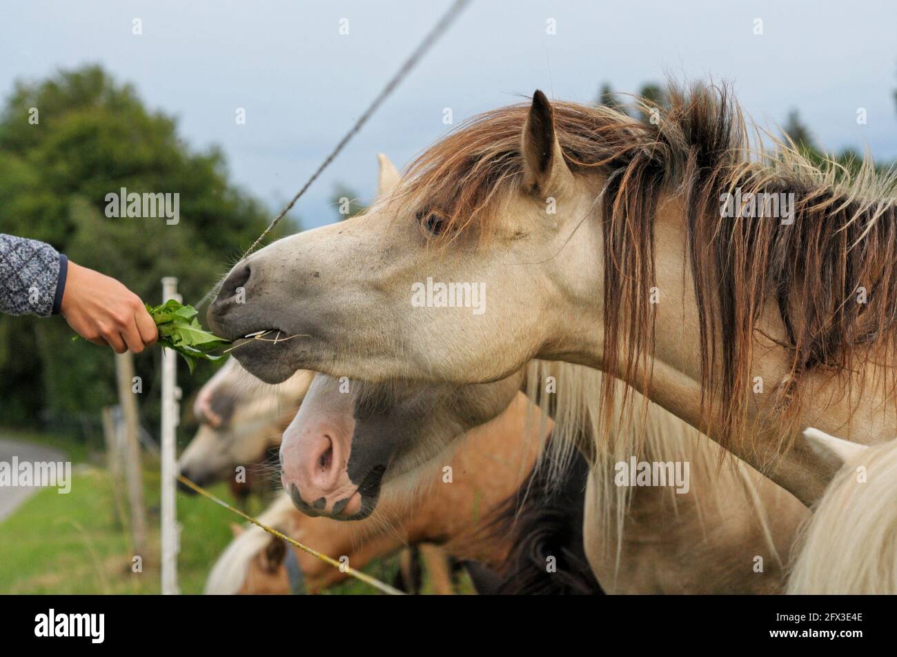 Pony dall'aspetto selvaggio in un ambiente naturale con un bambino mano che tiene foglie di dente di leone come alimentazione Foto Stock