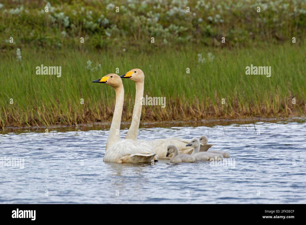 Whooper cigni (Cygnus cygnus) coppia / coppia nuoto in lago con tre pulcini in estate, Islanda Foto Stock