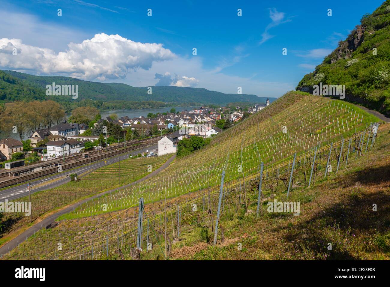 Coltivazione del vino Riesling, forte coltura su pendio a Leutesdorf vigneti, Valle del Medio Reno, Renania-Palatinato, Germania Foto Stock