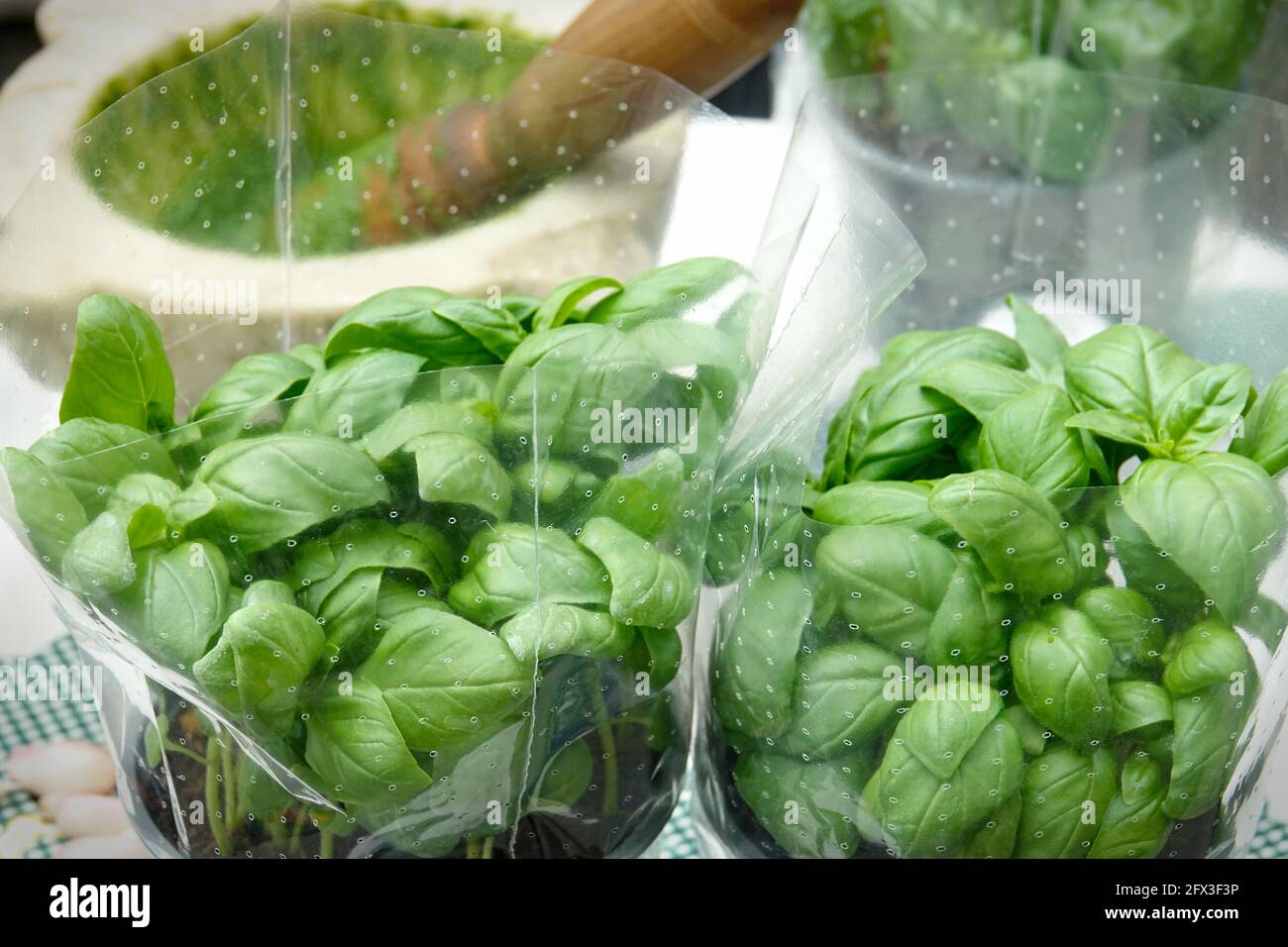 Pesto fresco italiano, salsa fatta in casa con basilico. Foto Stock