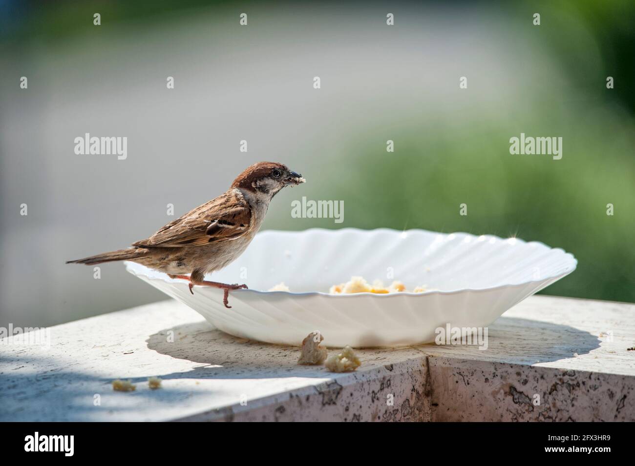 Un piccolo passero è seduto sul bordo di un piatto in un balcone e mangiare pane grattugiato Foto Stock