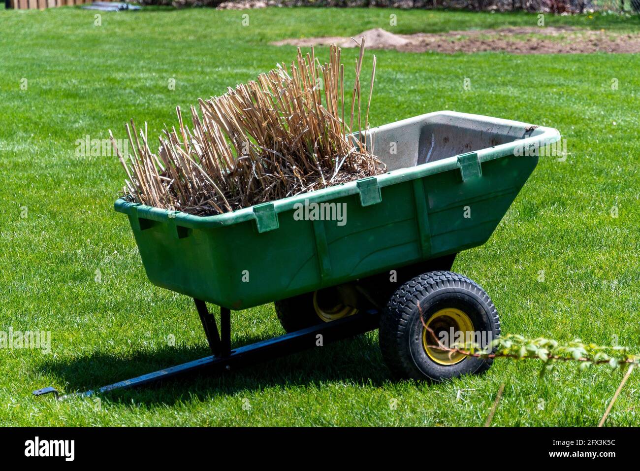 Lavori sul cortile, rami asciutti posti in un carrello da giardino, in piedi sull'erba verde Foto Stock