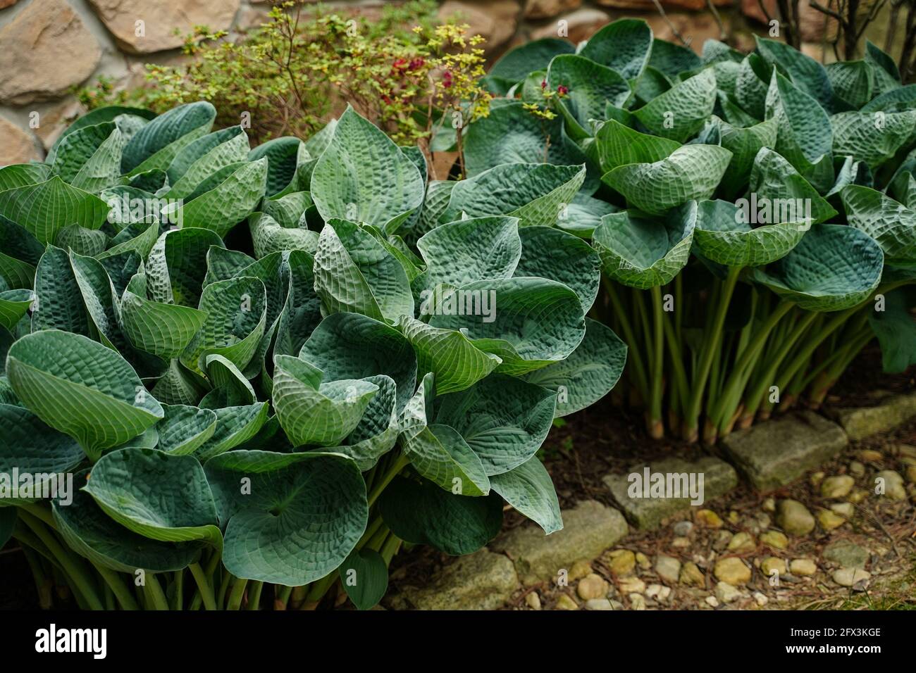 Grande giardino di ospiti Daddy Foto Stock