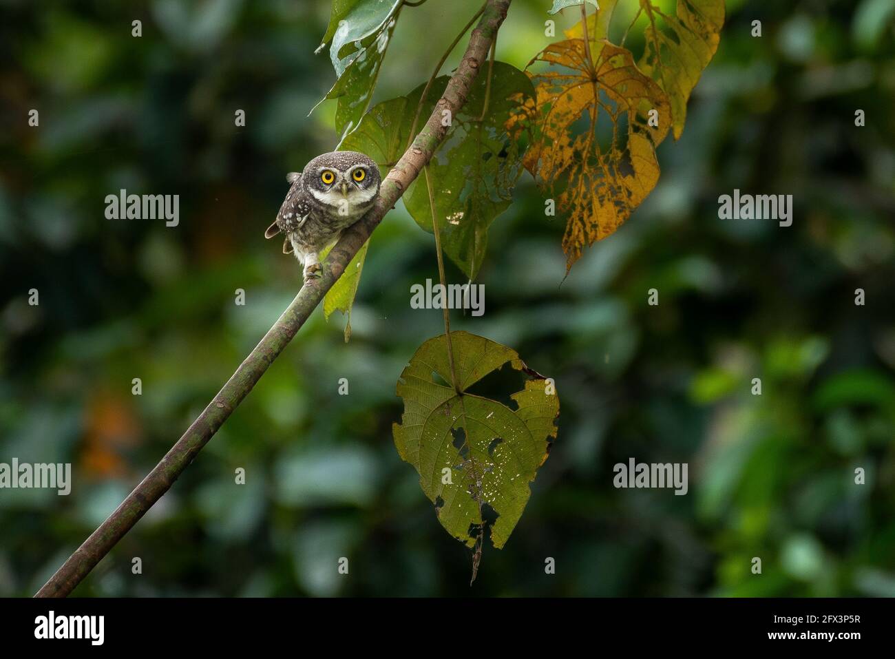 Spotted owlet Foto Stock