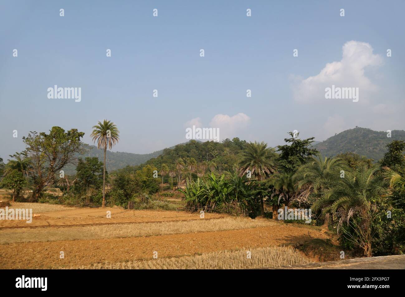 Tribù LANJIA SAORA - veduta tipica dei campi di Paddy della tribù Lanjia Saora. Essi perseguono la coltivazione a spostamento. Gunpur villaggio tribale di Odisha, India Foto Stock