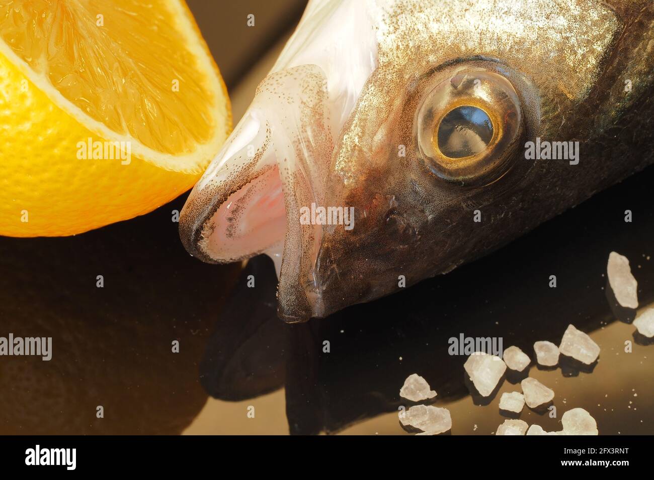 Pesce persico di mare. Primo piano di una testa di pesce e di un occhio di pesce. Foto Stock