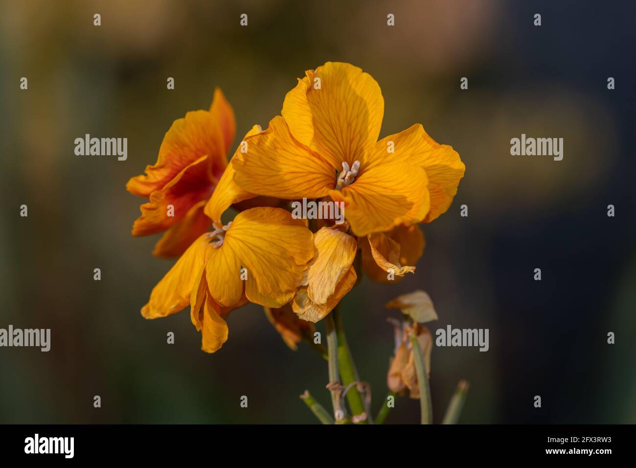 Primo piano di una pianta di fiori di campo (erysimum cheiri) in fiore Foto Stock