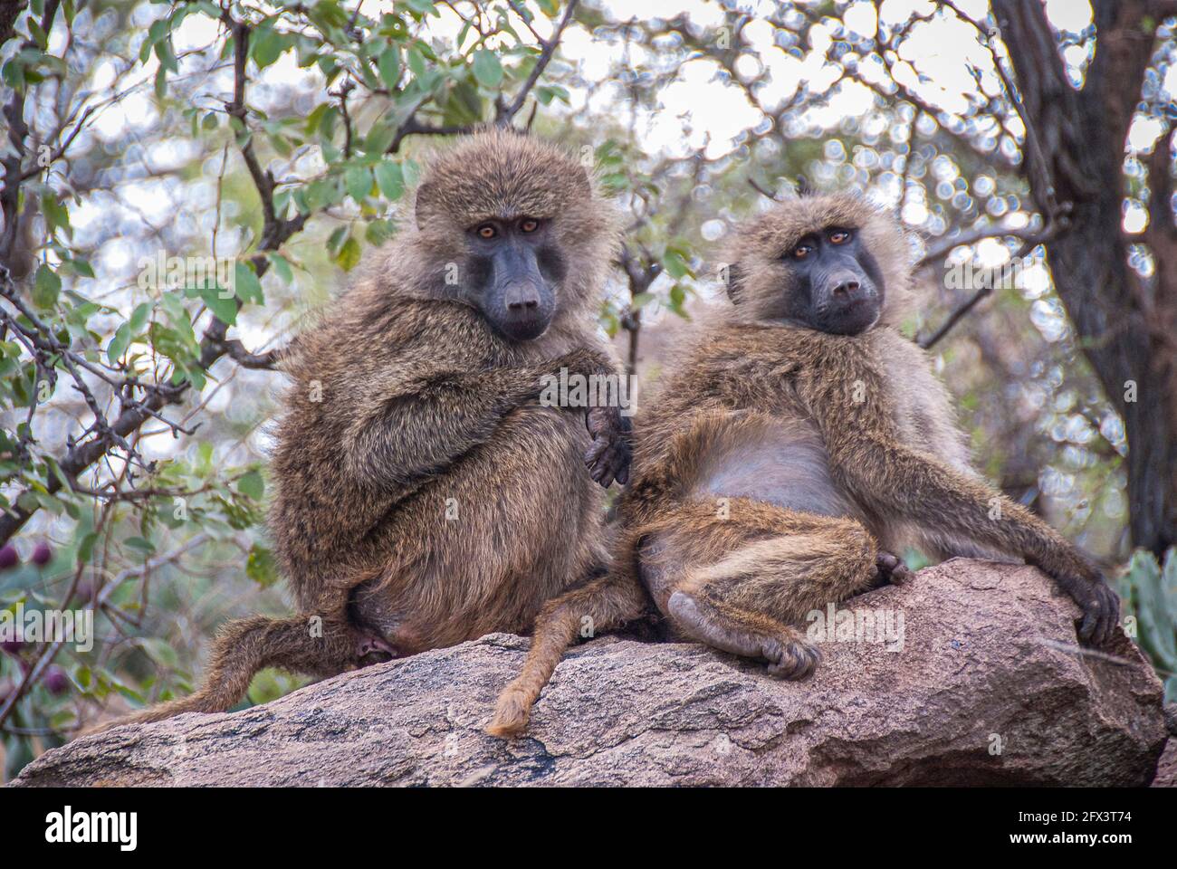 due babbuini seduti insieme Foto Stock