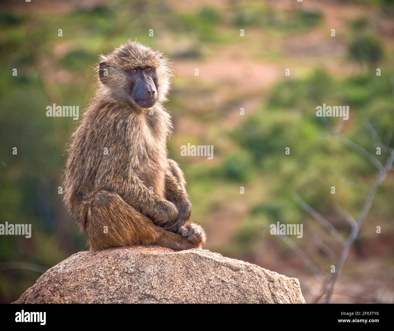 giovane babbuino seduto su una roccia Foto Stock