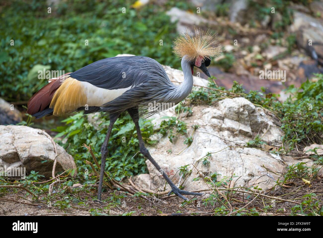 Ombroof coronato (Baleari pavonina) primo piano Foto Stock