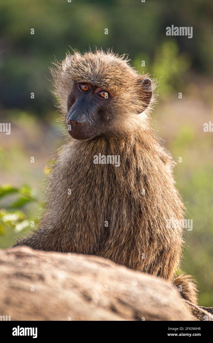giovane baboon in un albero Foto Stock