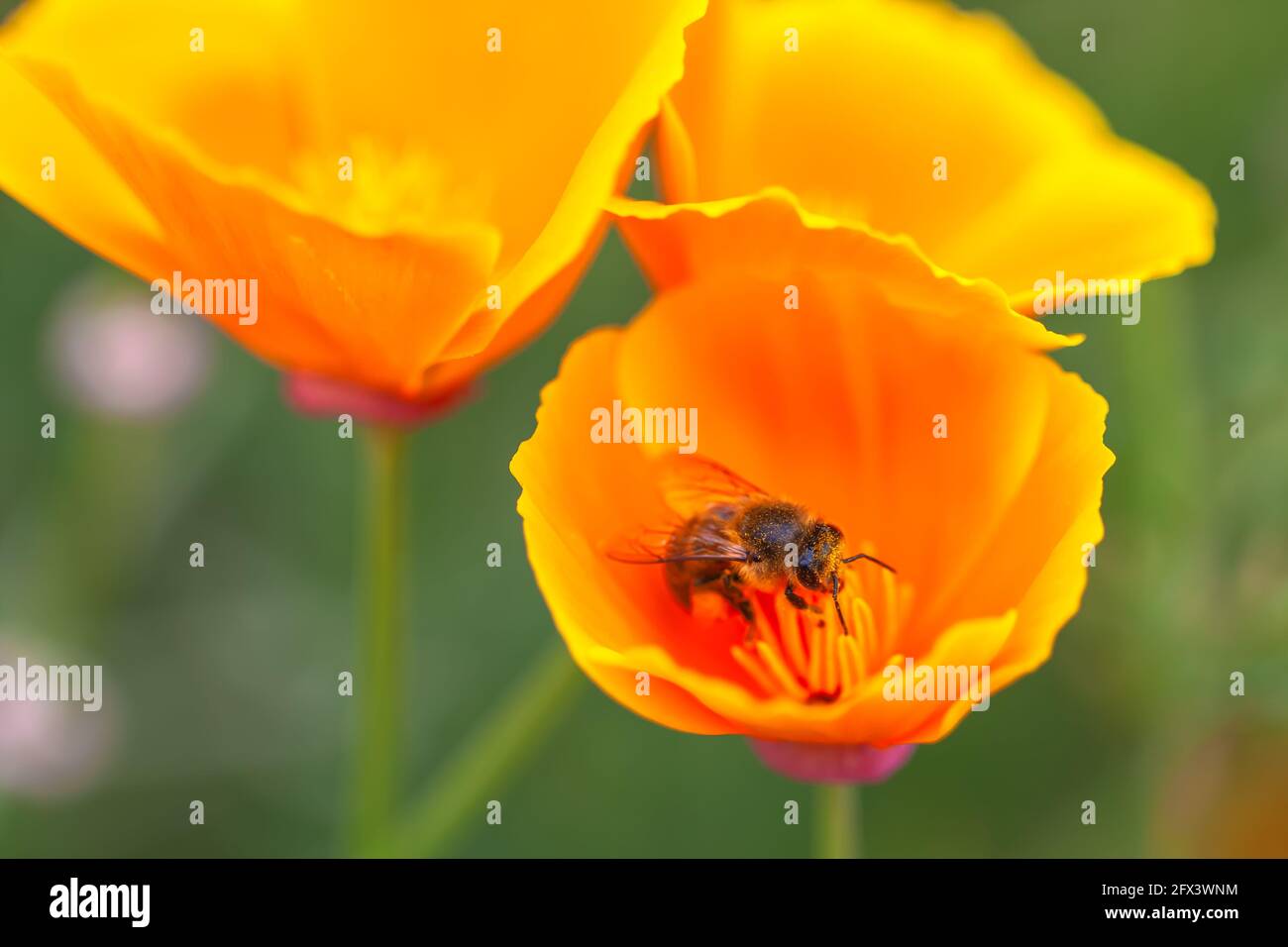 Un miele occidentale API mellifera sta raccogliendo polline in California papavero Eschscholzia californica. Foto Stock