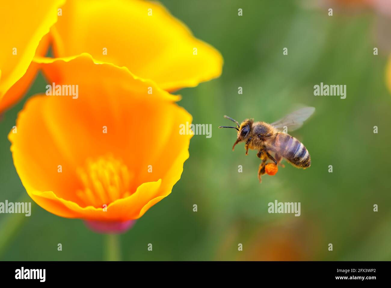 Papaveri della California Eschscholzia californica e API mellifera di miele occidentale. Foto Stock