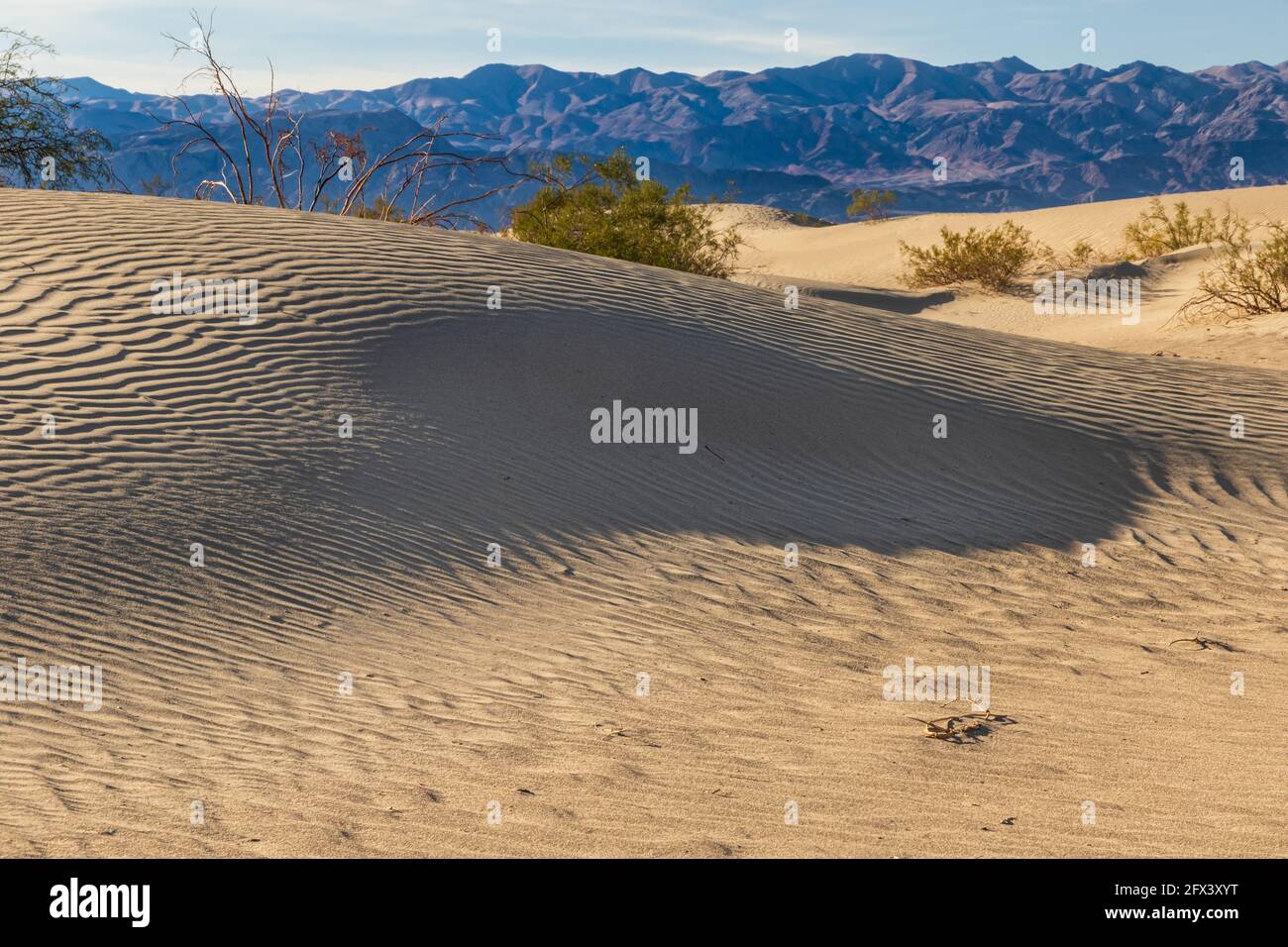 Dune di sabbia, dune di sabbia di Mesquite, nella Death Valley, California. Motivo ondulato sulla sabbia. Pianta in cima alla salita. Montagne sullo sfondo. Foto Stock