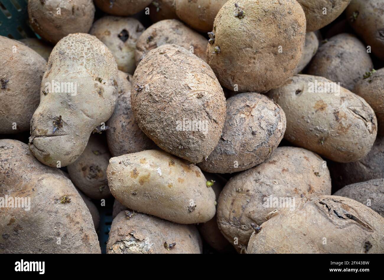 Primo piano immagine di patate difettose, fuoco selettivo. Foto Stock