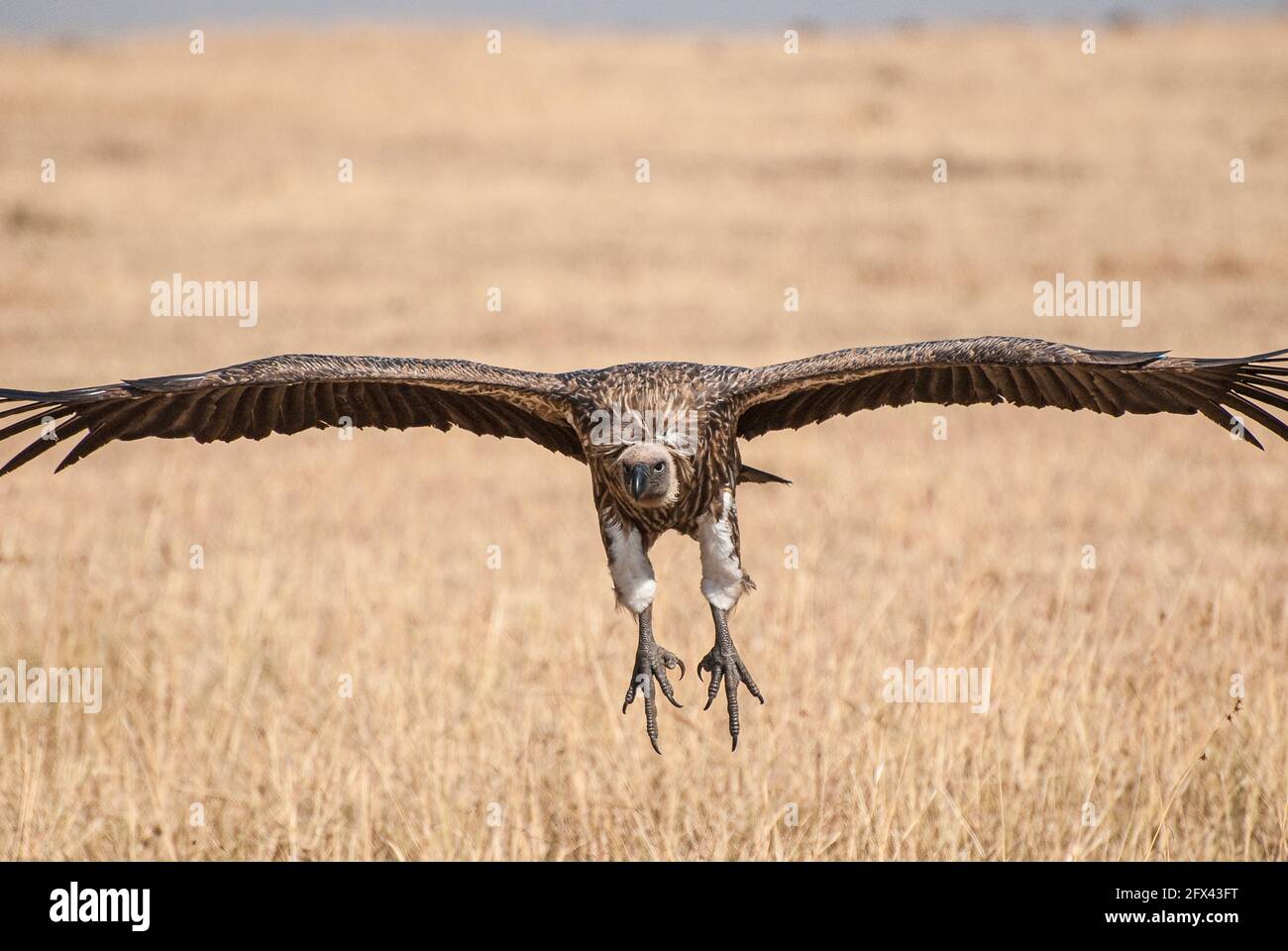 un avvoltoio agganciato in volo vicino al suolo Foto Stock