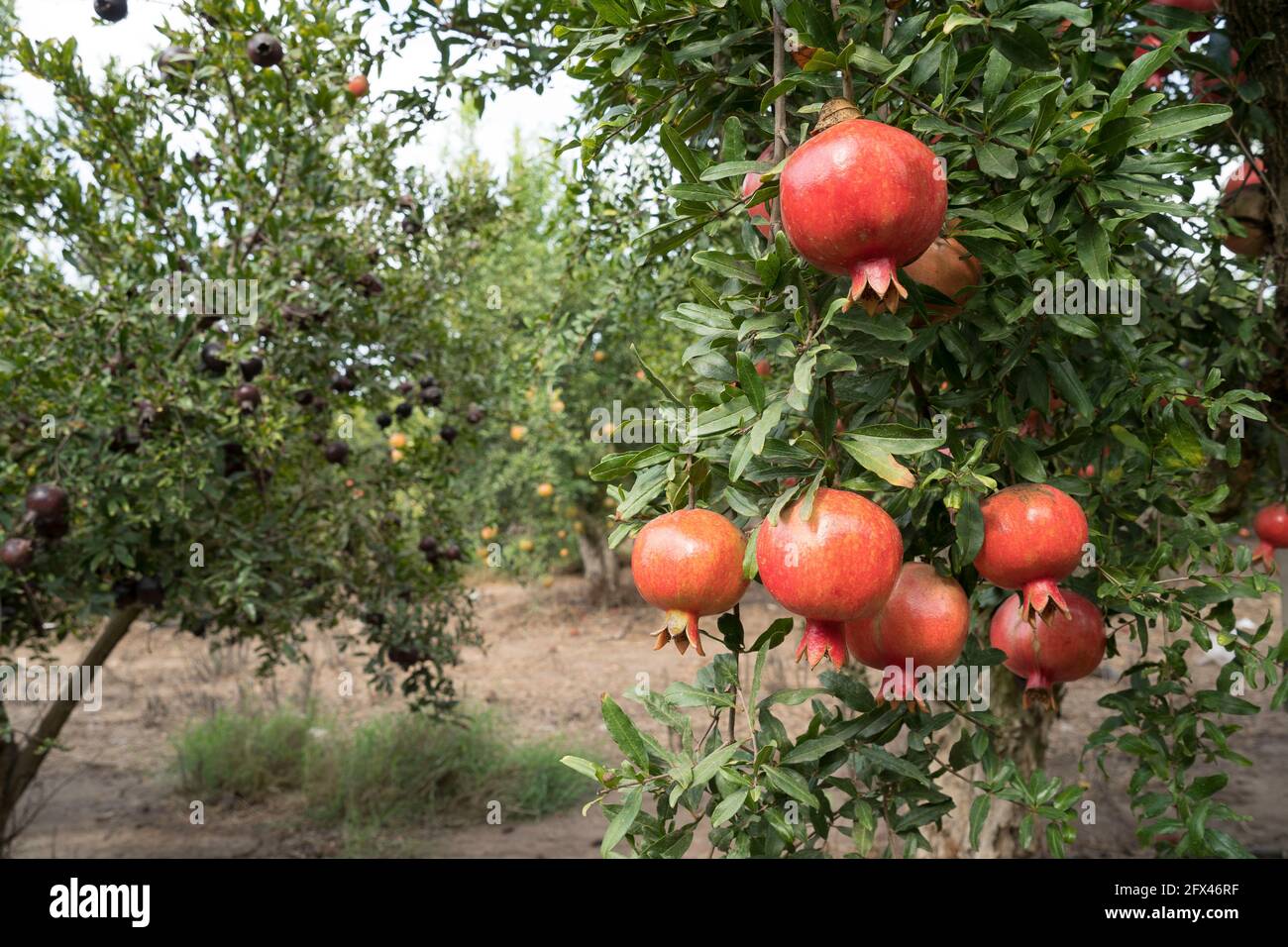 Piantagione di alberi di melograno sulla stagione di raccolta Foto Stock