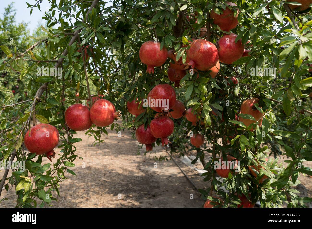 Piantagione di alberi di melograno sulla stagione di raccolta Foto Stock