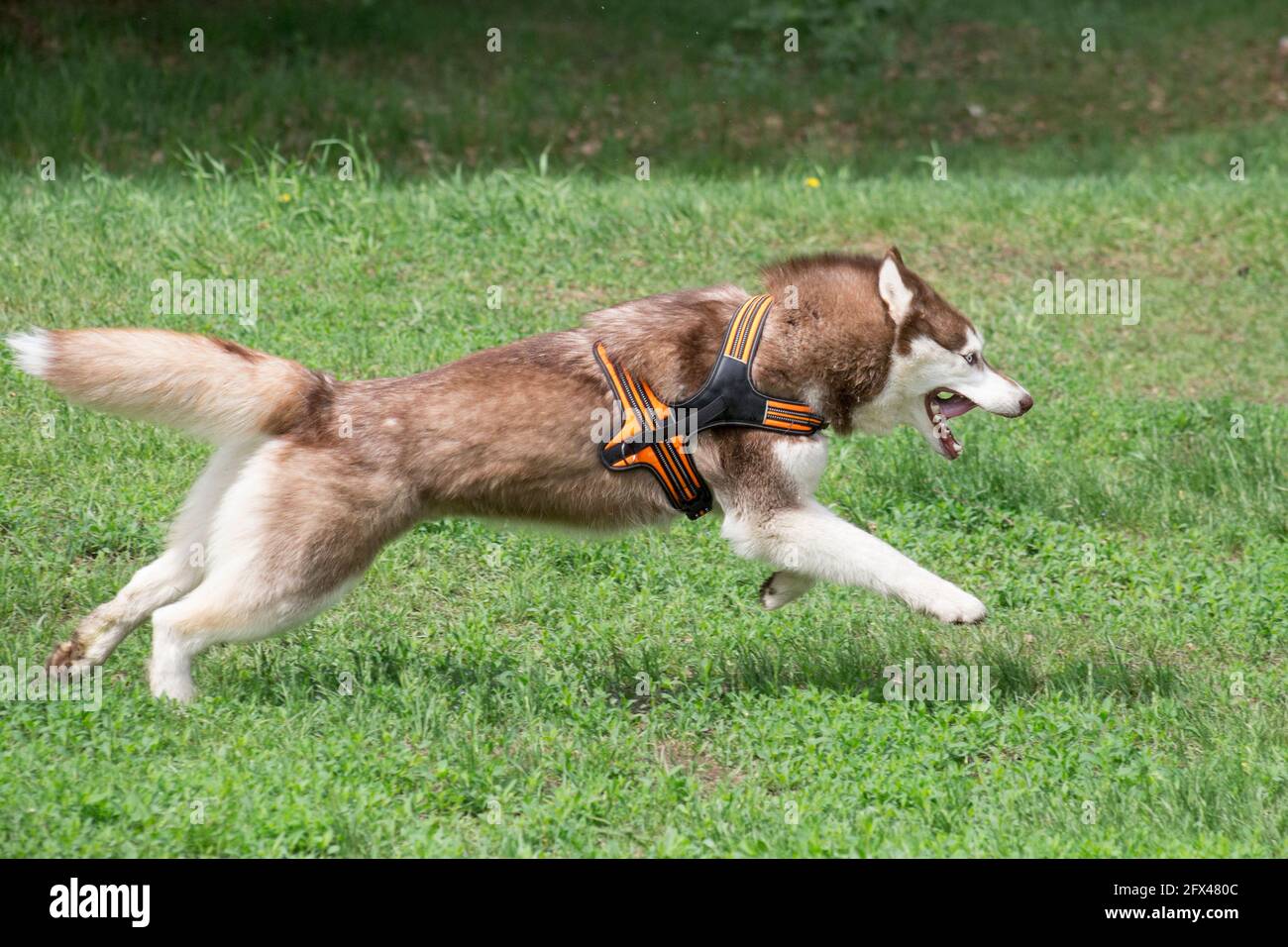 L'Husky siberiano rosso e bianco corre su un'erba verde nel parco estivo. Animali domestici. Cane purebred. Foto Stock