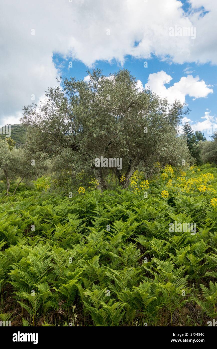 Undergrow di felce di aquila, Pteridium aquilinum, in uliveto, Andalusia, Spagna. Foto Stock