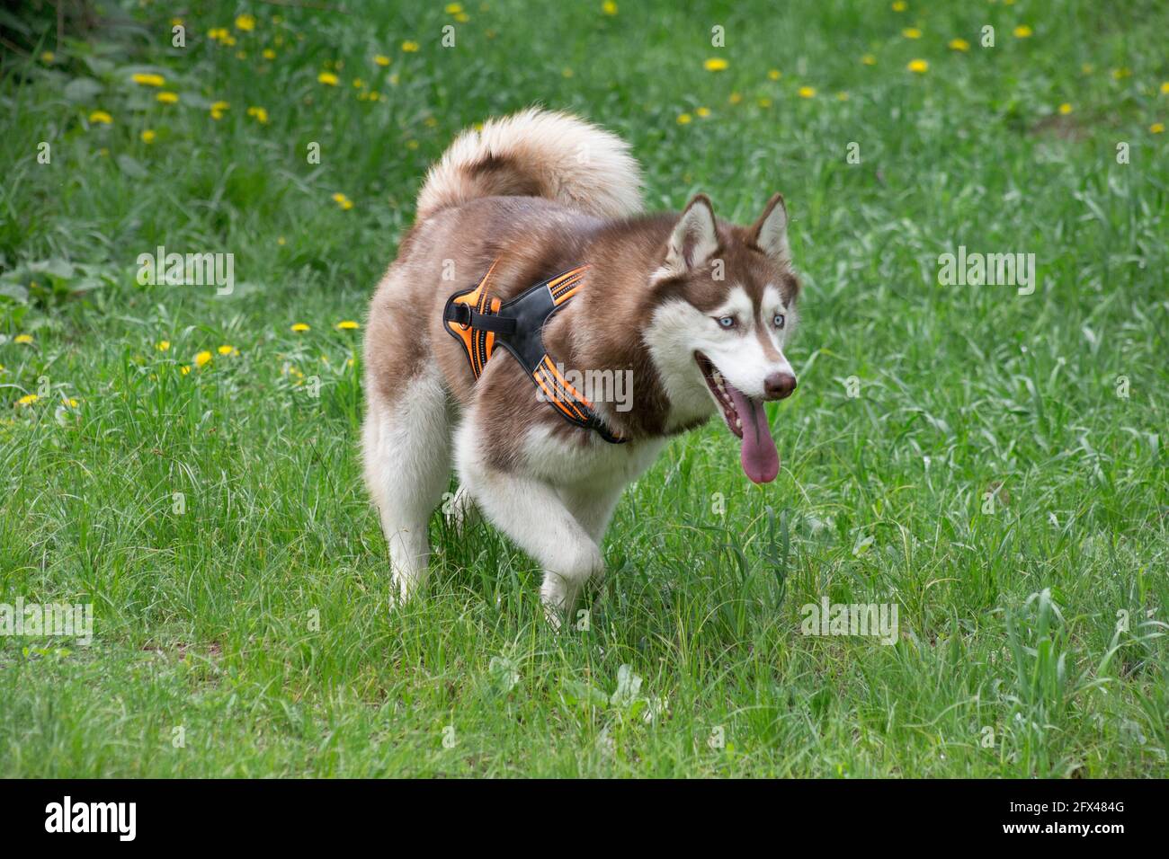 Il simpatico Husky siberiano rosso e bianco cammina su un'erba verde nel parco estivo. Animali domestici. Cane purebred. Foto Stock