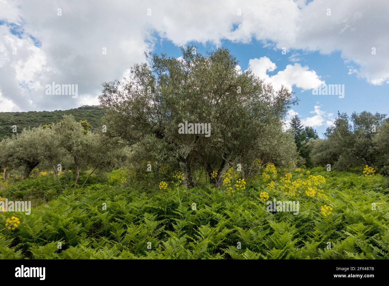 Undergrow di felce di aquila, Pteridium aquilinum, in uliveto, Andalusia, Spagna. Foto Stock