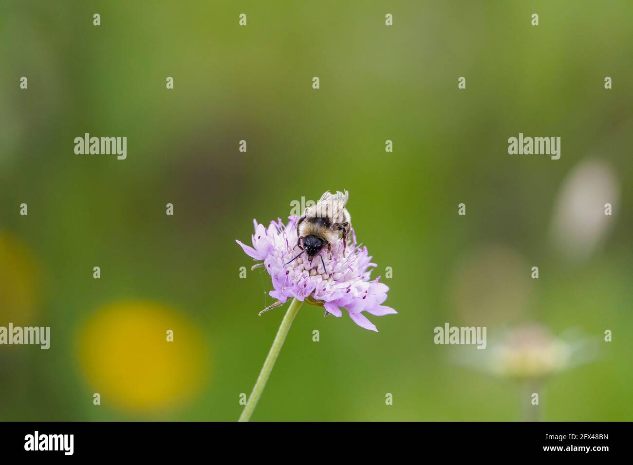 Bumblebee, bumble che si nutrono di Jasione sp, Andalusia, Spagna Foto Stock