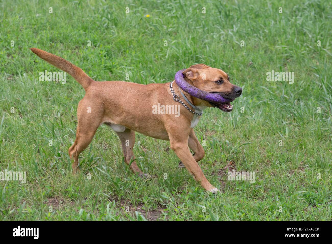 Carino americano pit bull terrier cucciolo è in esecuzione con anello cane su un'erba verde nel parco estivo. Animali domestici. Cane purebred. Foto Stock
