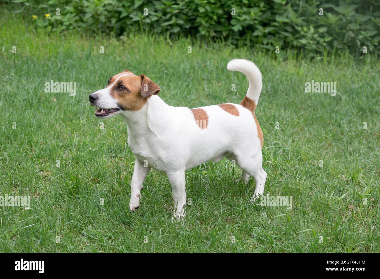 Carino jack russell terrier cucciolo è in piedi su un'erba verde nel parco estivo. Animali domestici. Cane purebred. Foto Stock