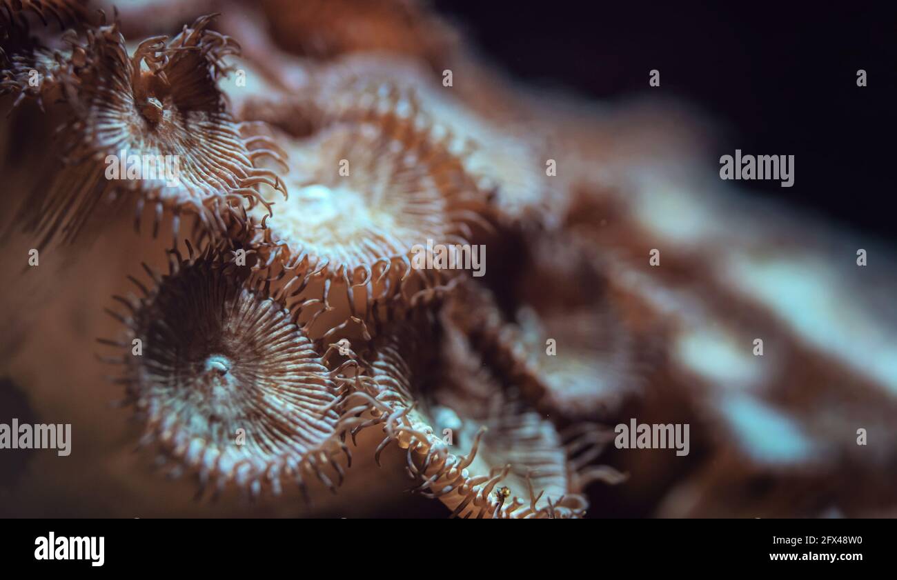 Foto subacquea - fiore arancione come coralli che emettono luce sotto la lampadina UV, astratto sfondo marino, profondità di campo poco profonda foto solo pochi tentacoli Foto Stock
