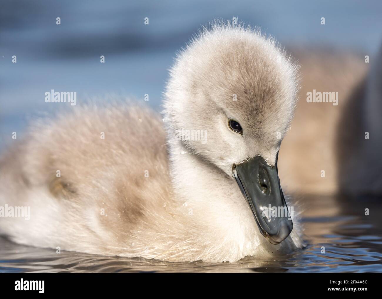 Bel bambino cygnet mute pulcini cigno soffice grigio e bianco in acqua lago blu con riflessione in fiume. Primavera nuovi nati uccelli cigni selvatici in stagno Foto Stock