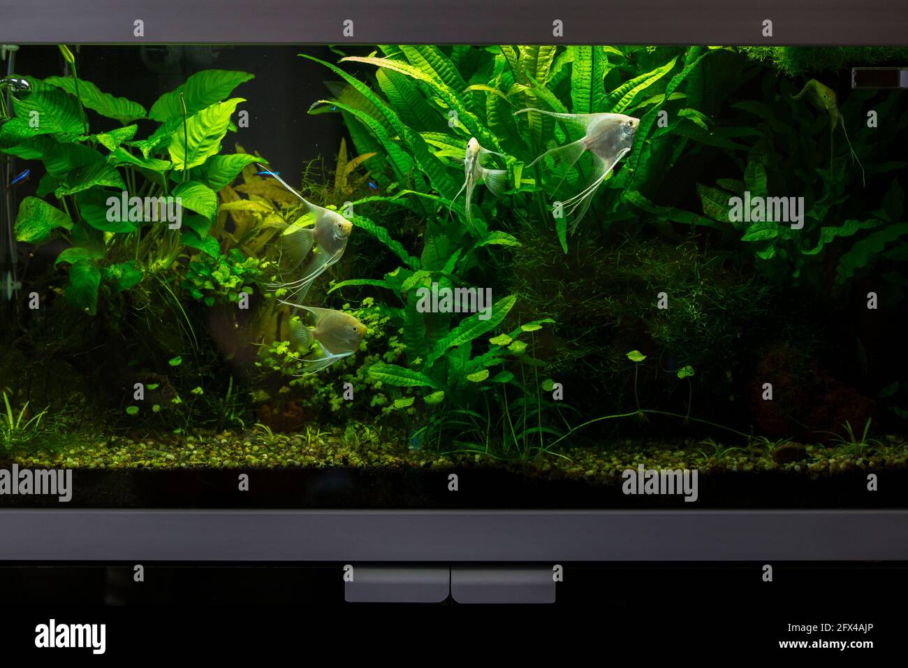 Acquario piantato con pesci angelo di platino Foto Stock