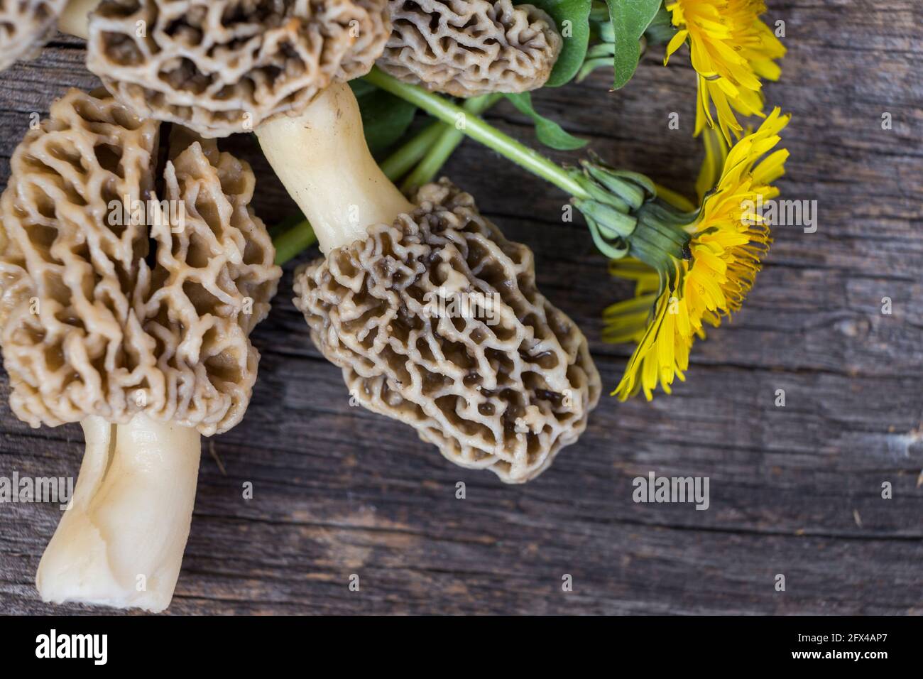 Morchella esculenta, (comunemente noto come morello comune, morello, giallo morello, vero morello) Foto Stock